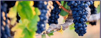Resveratrol